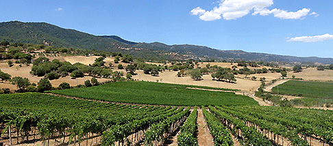 Agricoltura vigneti uva vendemmia vino